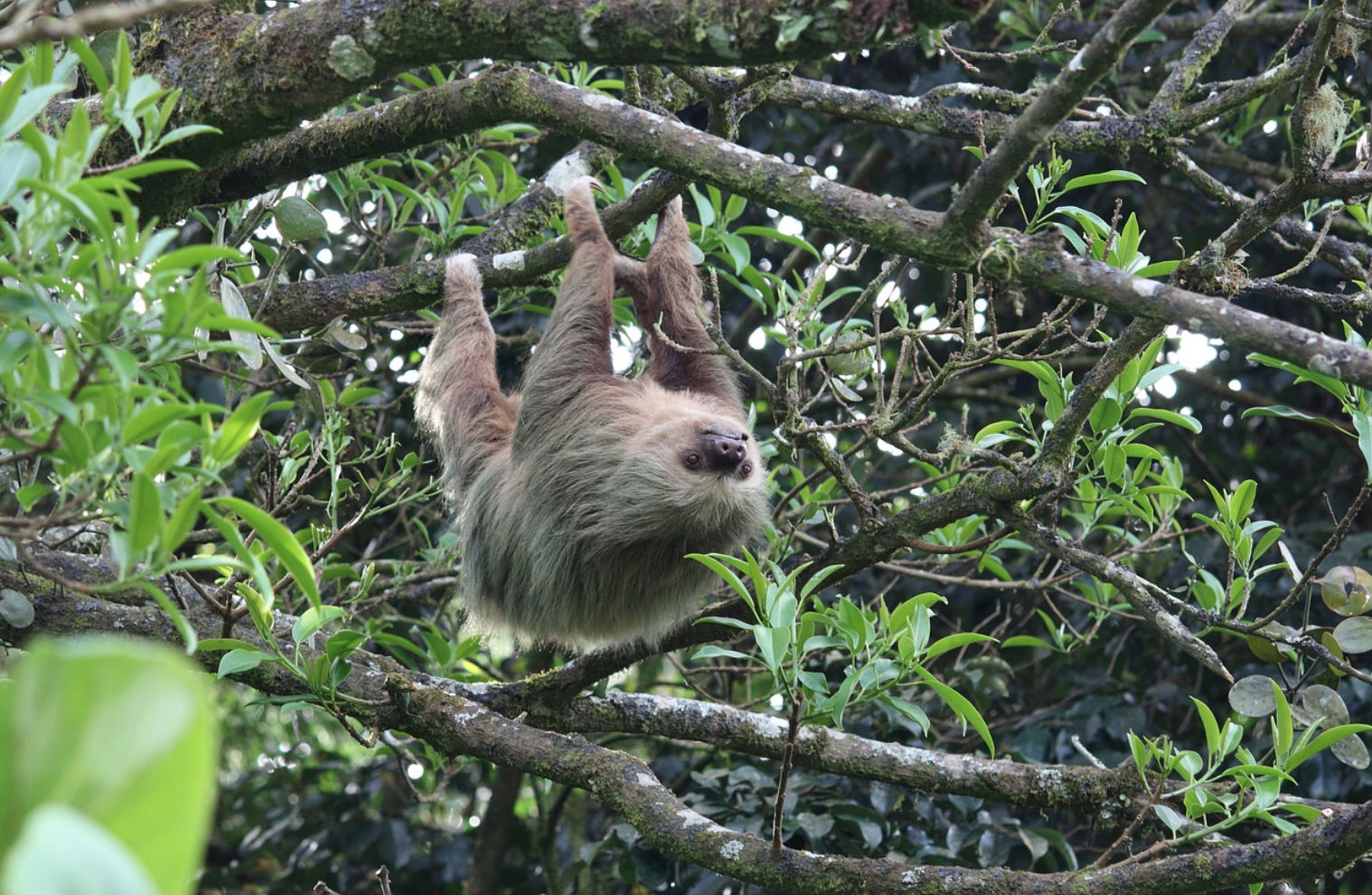 All About Seeing Sloths in Costa Rica